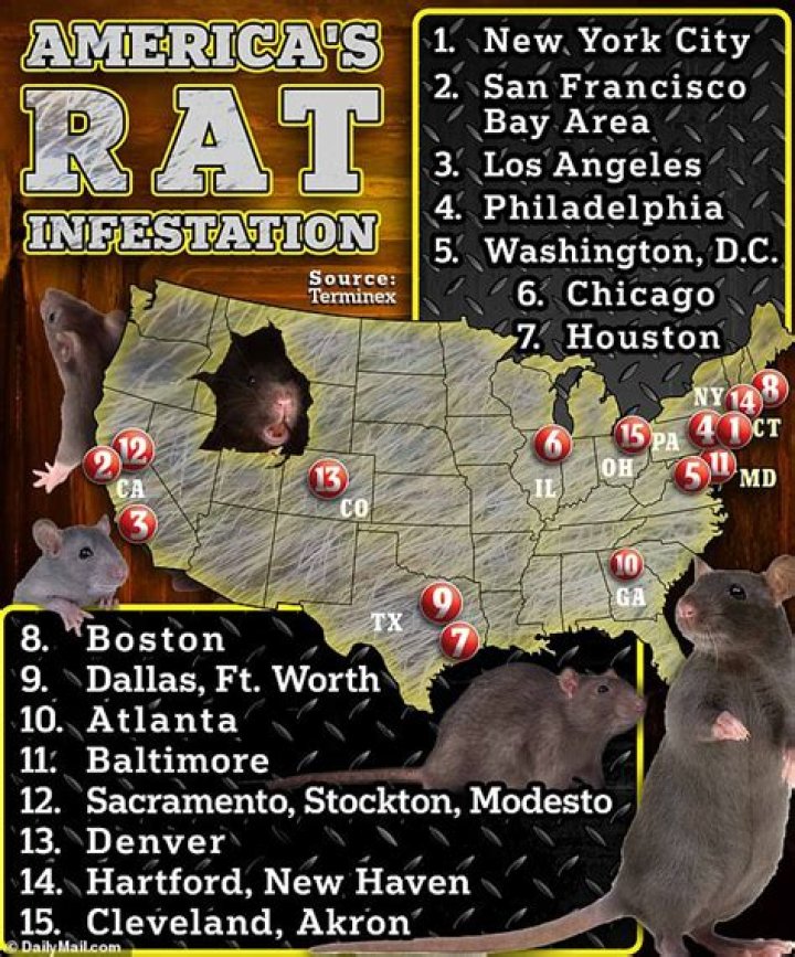 Is new york rat infested?
