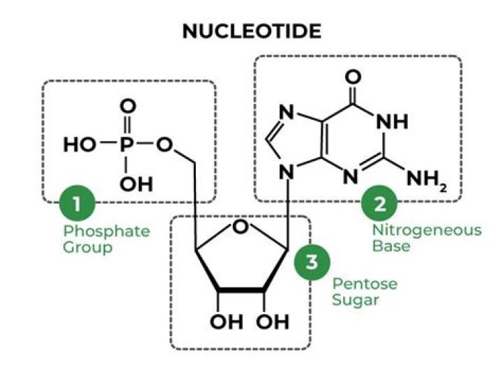 Is nucleotide a polymer?