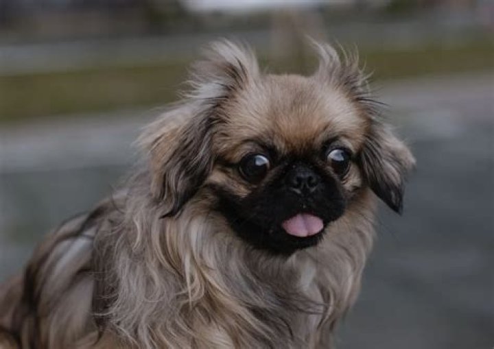 Is pekingese a friendly dog?