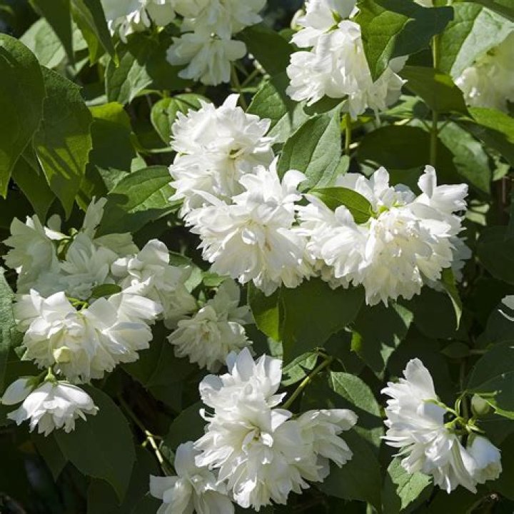 Is philadelphus virginal evergreen?
