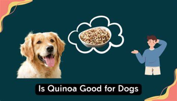 Is quinoa good for dogs?