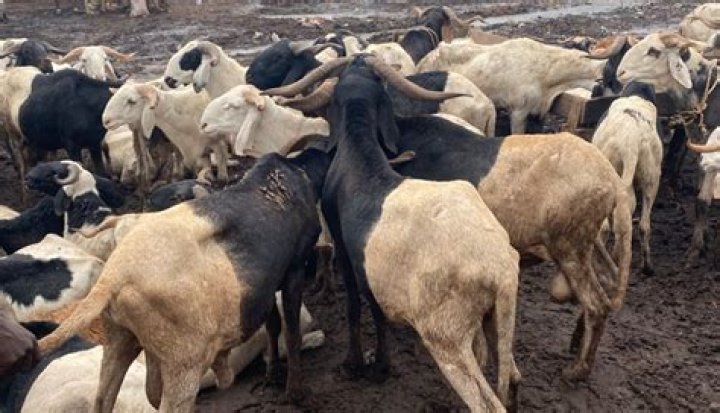 Is ram a cattle?