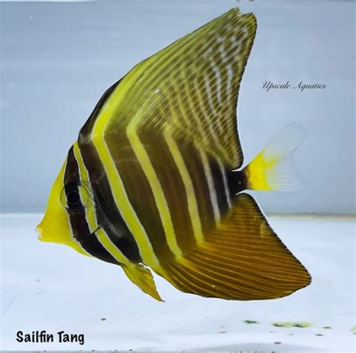 Is sailfin tang aggressive?