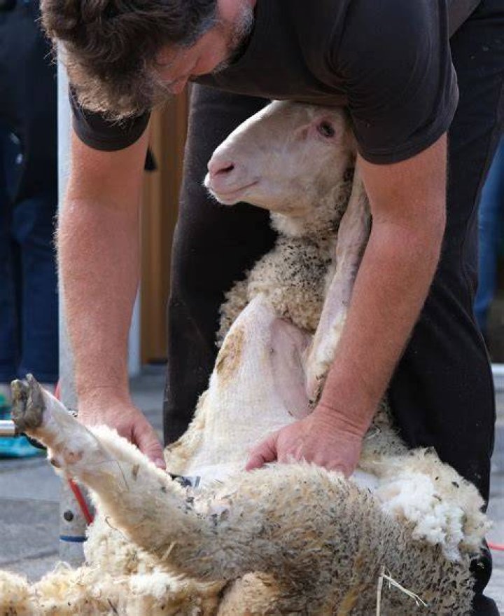 Is sheep shearing necessary?
