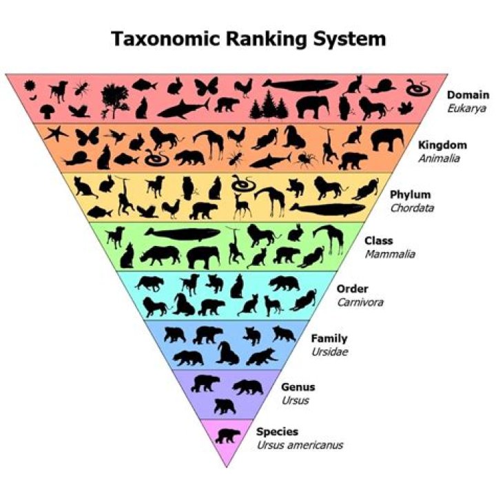 Is taxonomically a noun?