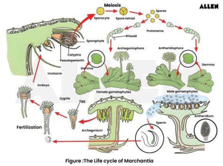 Is the sporophyte of marchantia haploid or diploid?