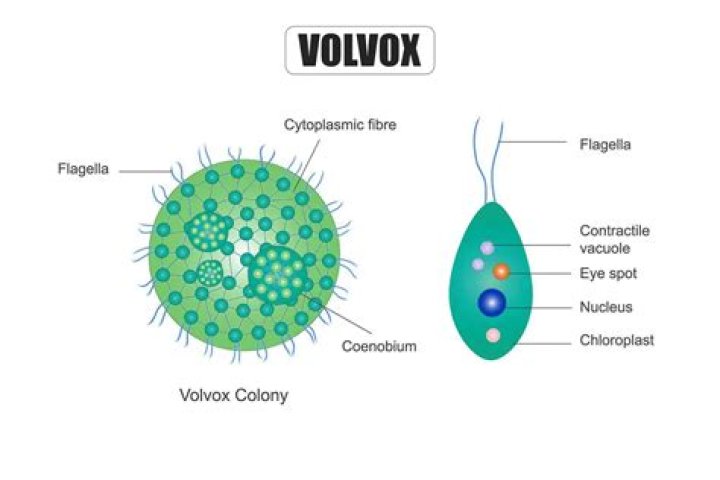 Is volvox unicellular or multicellular?