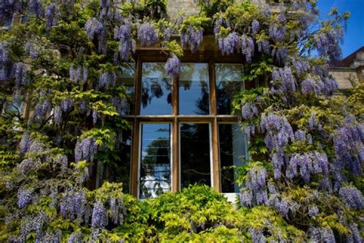 Is wisteria self clinging?