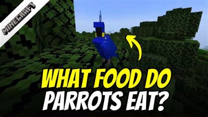 On minecraft what do parrots eat?