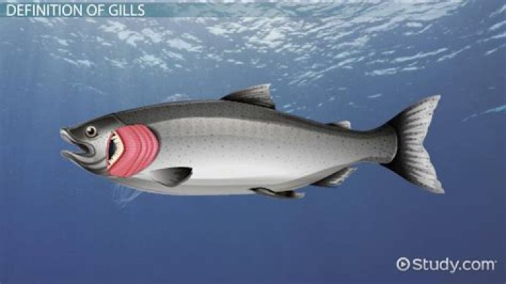 On the gills meaning?