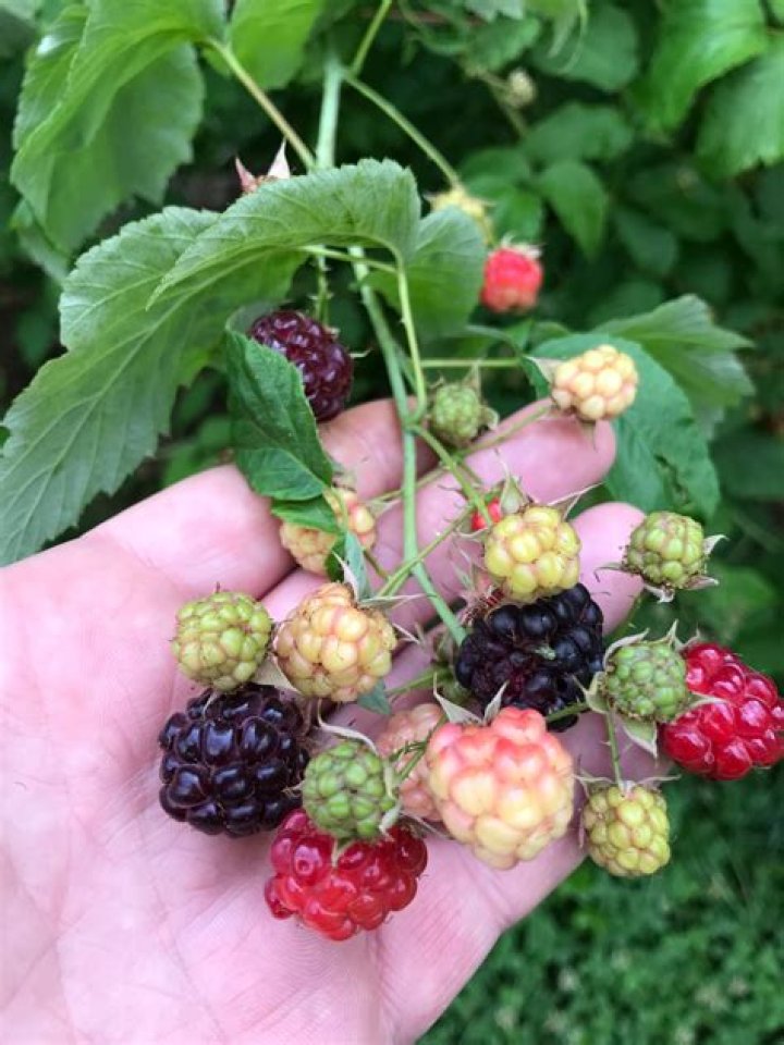 Should blackberries be hard or soft?