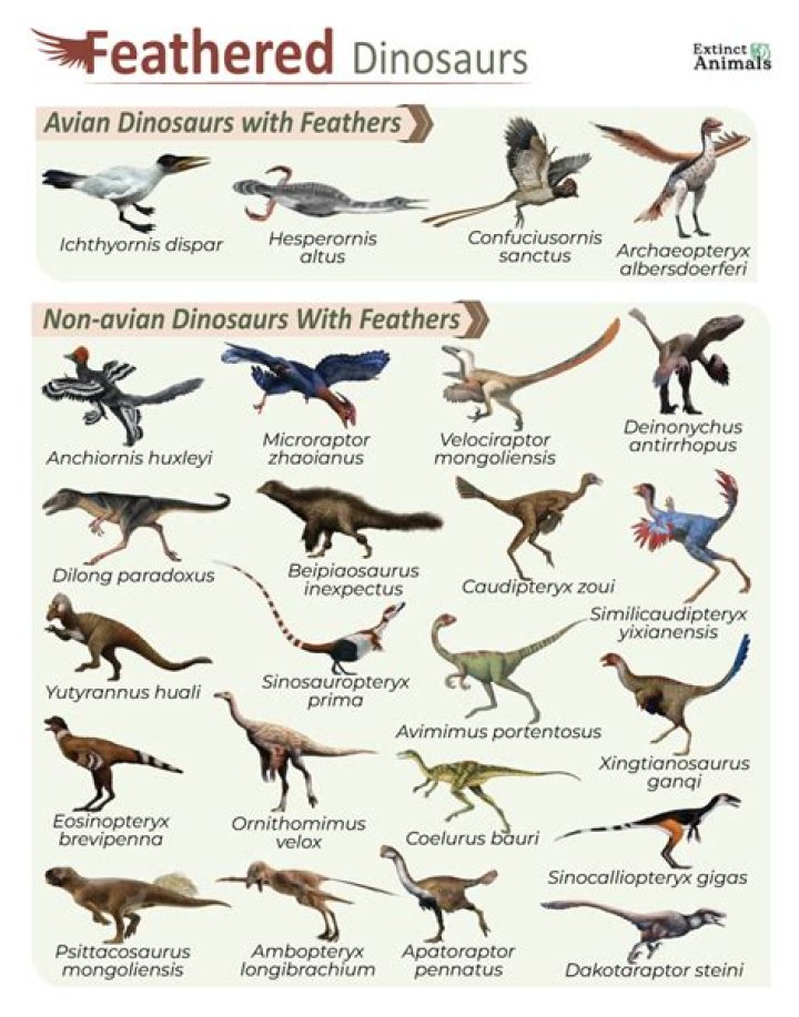 Should dinosaurs have feathers?