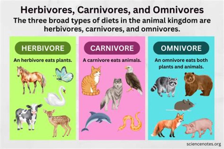 Should humans eat carnivores?