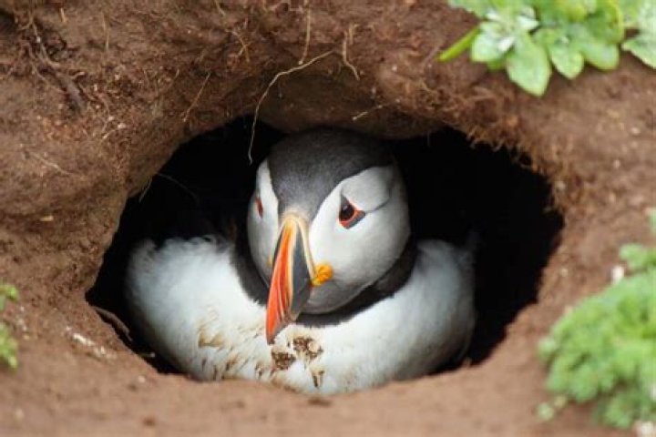 Should i eat puffin in iceland?