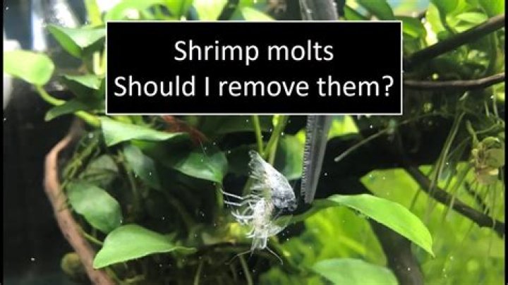 Should i remove shrimp molt?