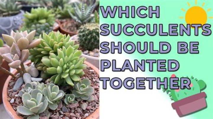 Should succulents be repotted?