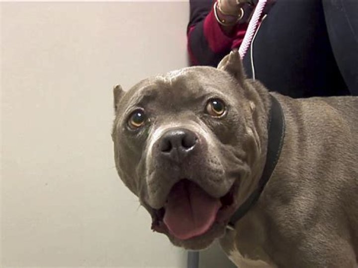 Was pitbulls and parolees affected by hurricane ida?