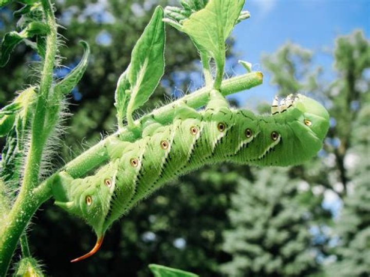 Were do caterpillars live?