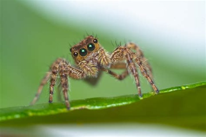 Were do hobo spiders live?