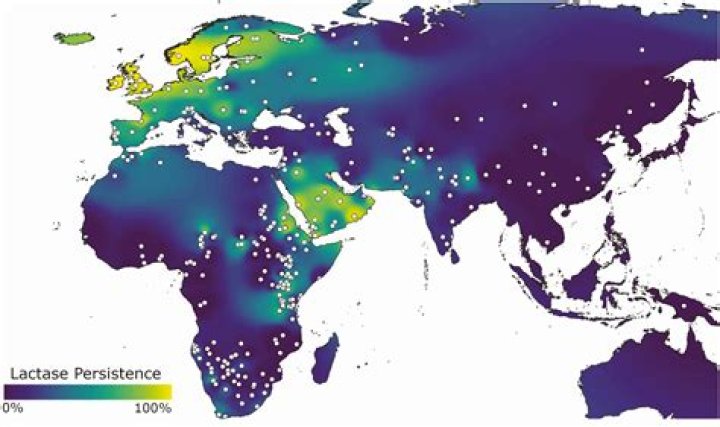 Were early humans lactose intolerant?