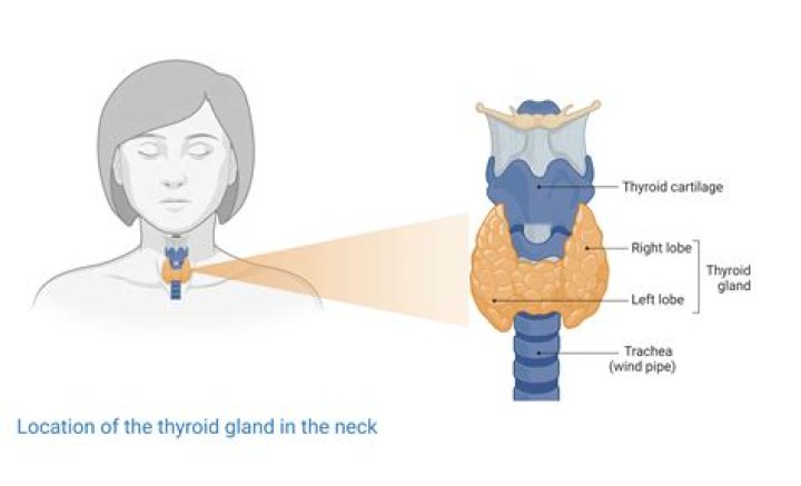 Were is the thyroid located?