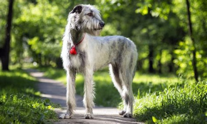 What are irish wolfhounds like as pets?