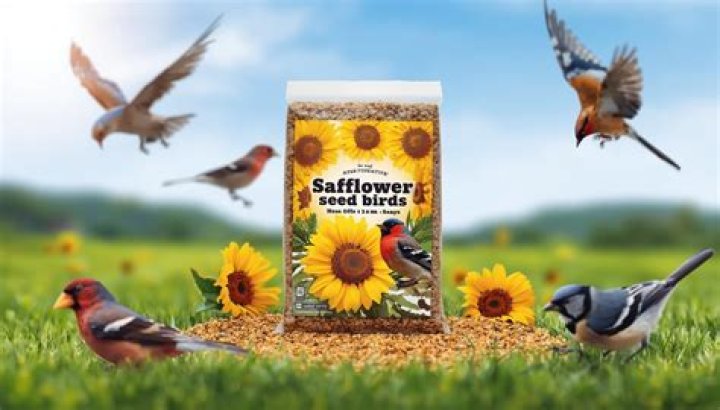What bird seed should i buy?