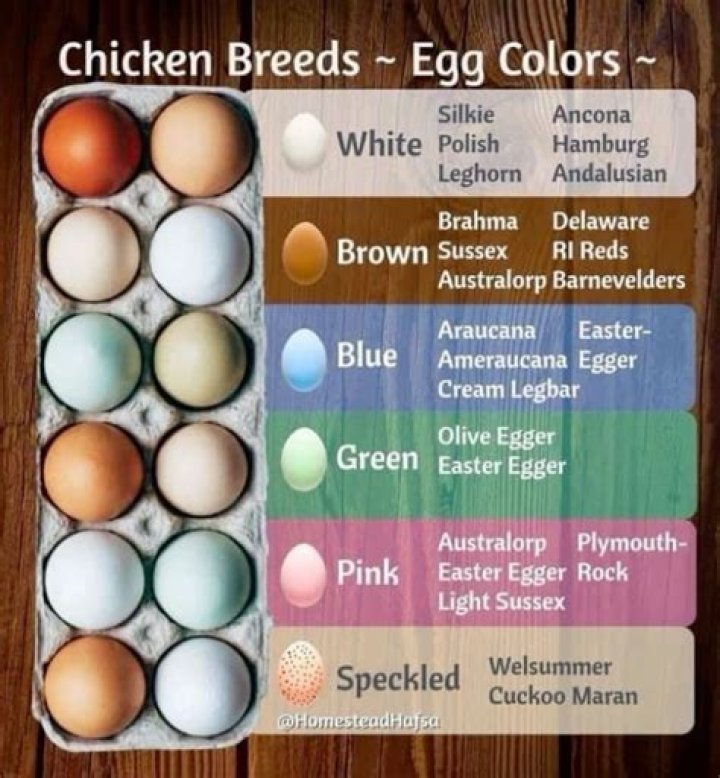 What color eggs do pekins lay?