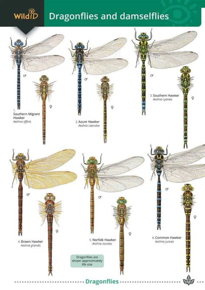What do damselflies represent?