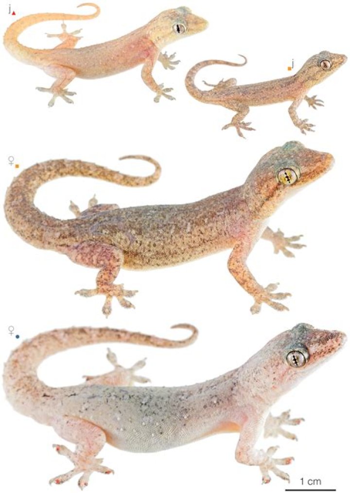 What do hemidactylus frenatus eat?