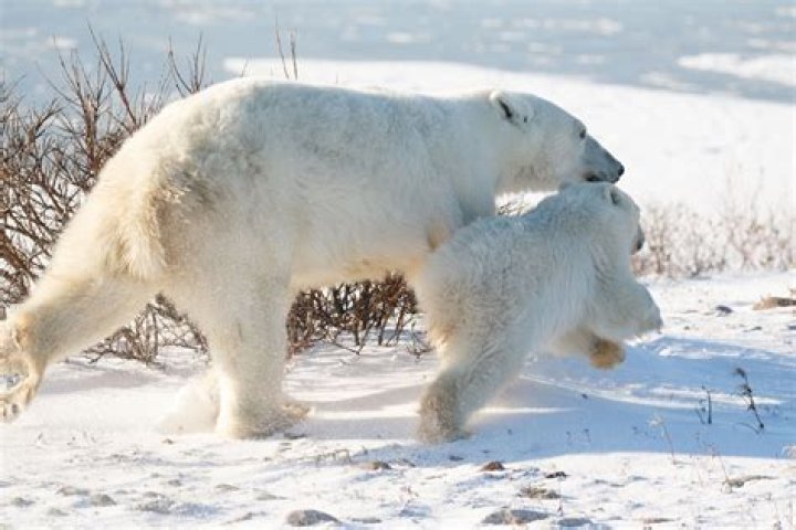 What do polar bears do?