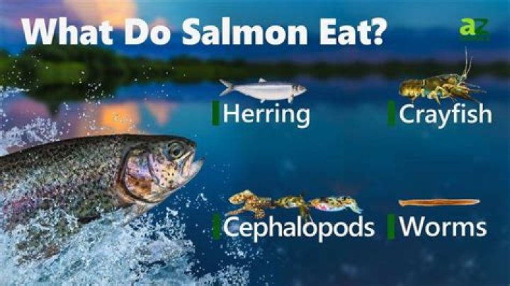 What do salmon eat?