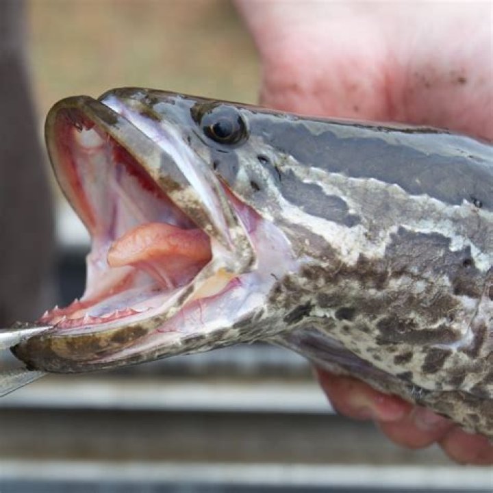What does a hound fish look like?