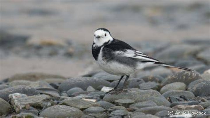 What does a willy wagtail look like?