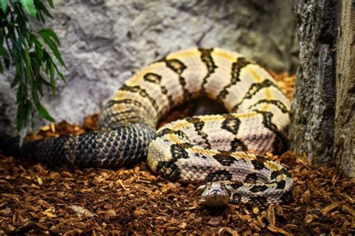 What does canebrake look like?