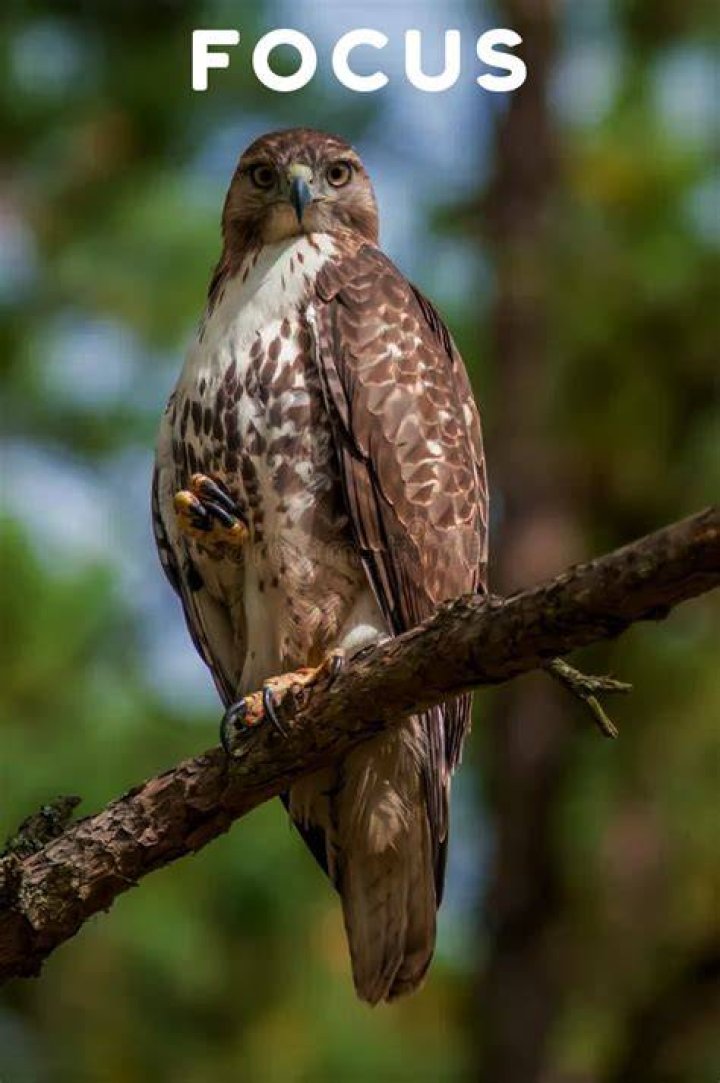 What does hawk mean spiritually?