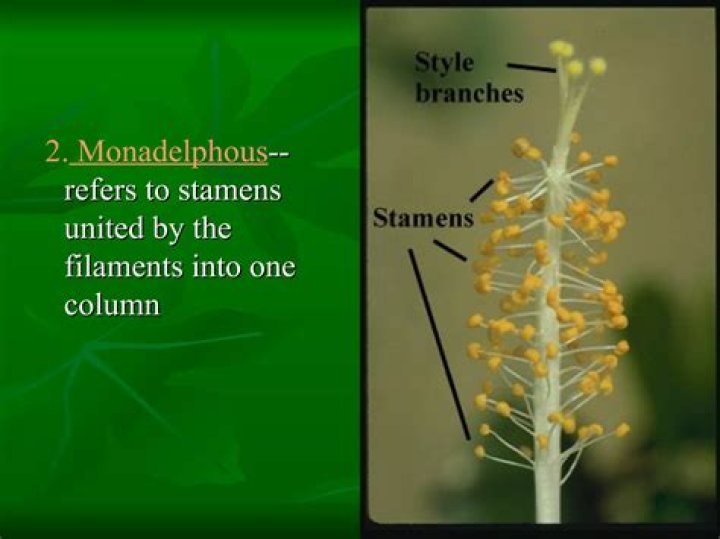 What does monadelphous stamens mean?