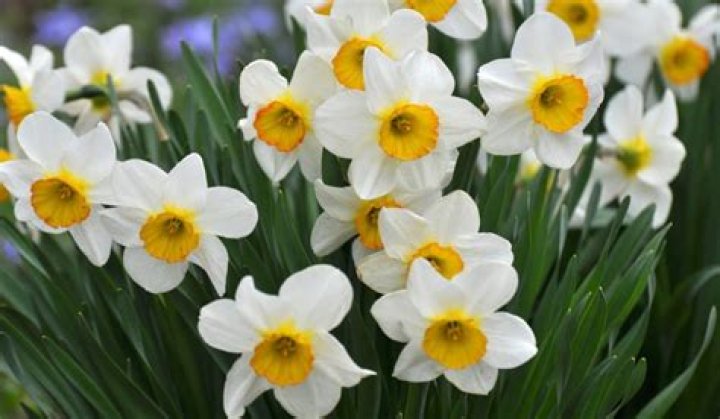 What does narcissus flower symbolize?