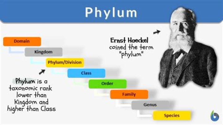 What does phylum mean?