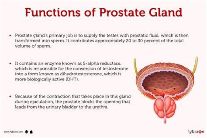 What does prostate do?