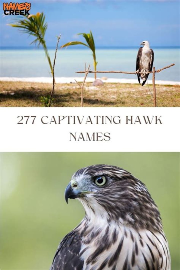 What does the name hawk mean?