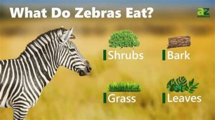What food do zebras eat?