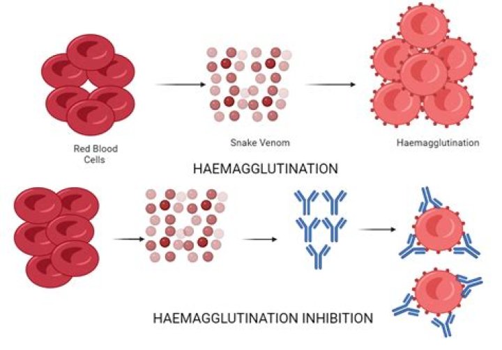 What happens to agglutinated red blood cells?