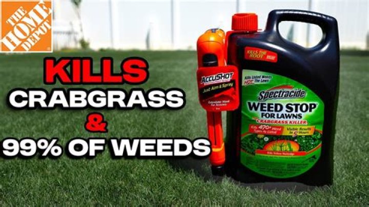 What herbicide kills phragmites?