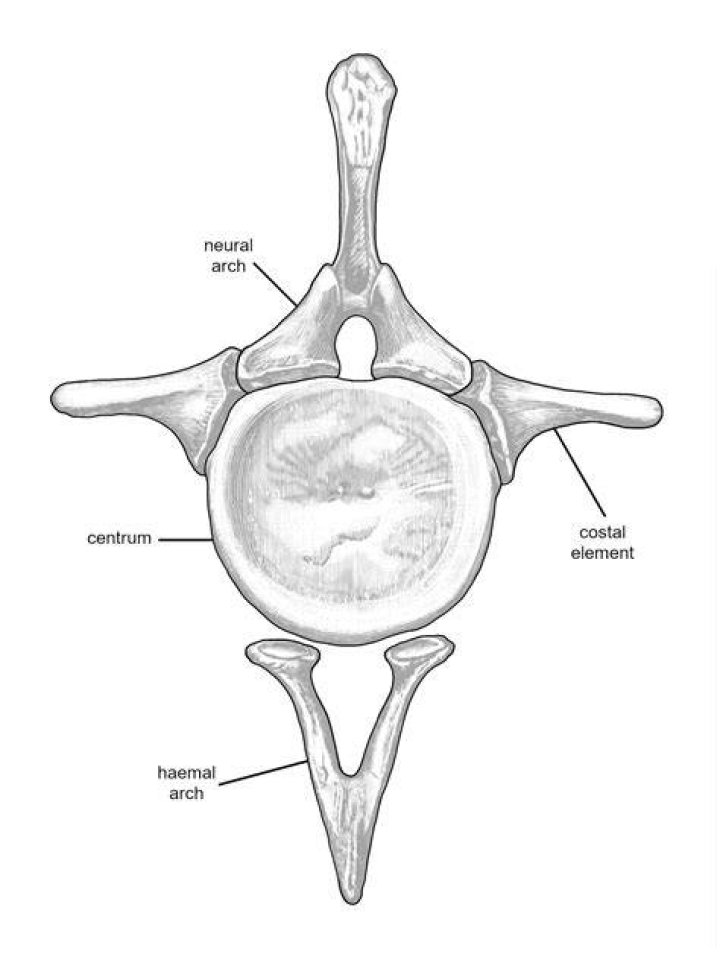 What is a caudal?