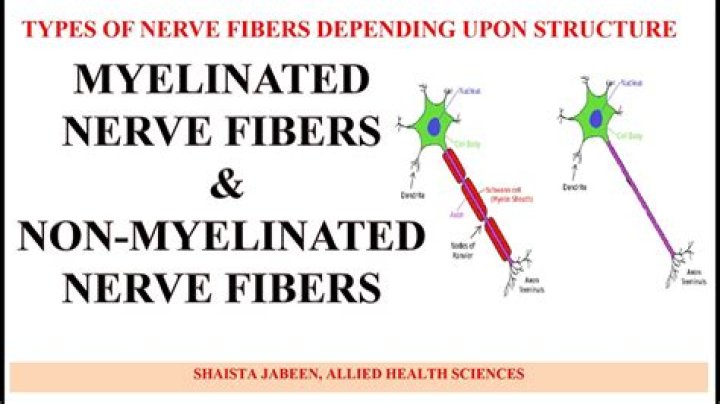 What is a non medullated fiber?