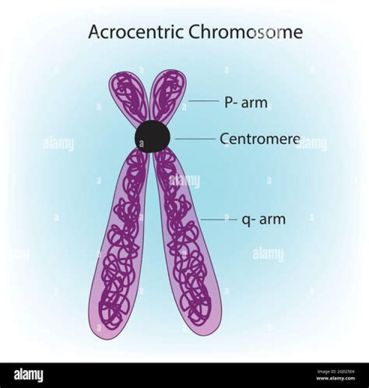 What is acrocentric chromosome in biology?