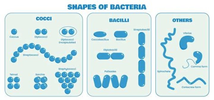 What is coccus shape?