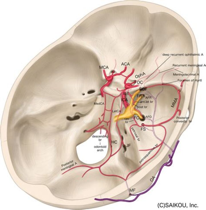 What is ductus caroticus?