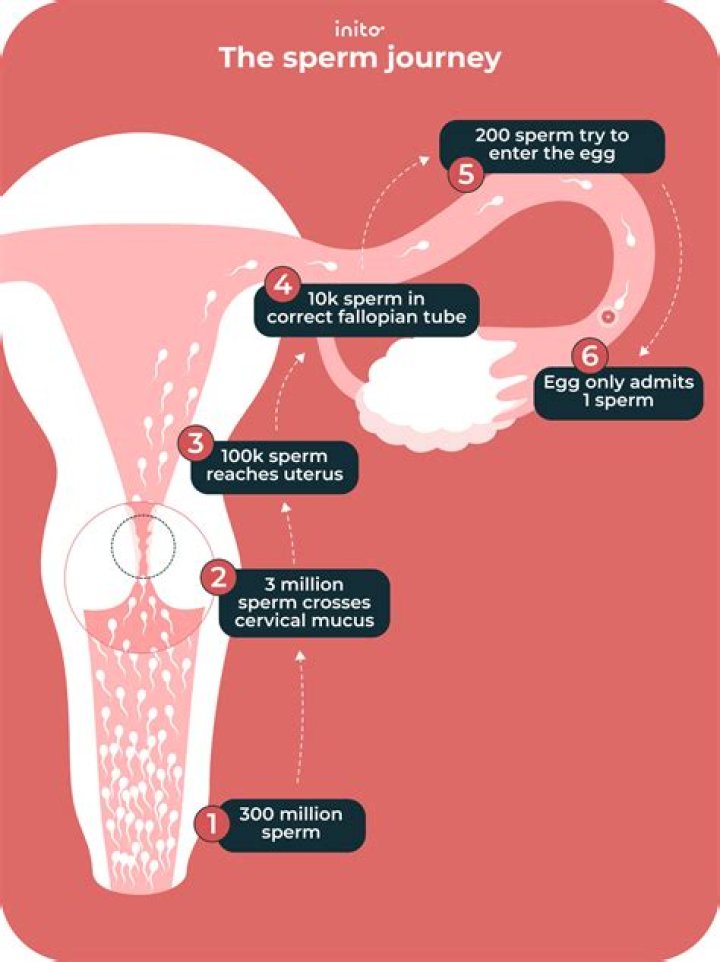 What is eupyrene sperm?